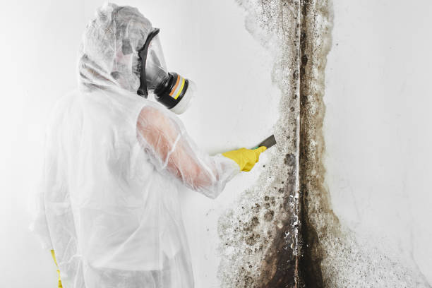 Best Crawl Space Mold Removal  in South River, NM