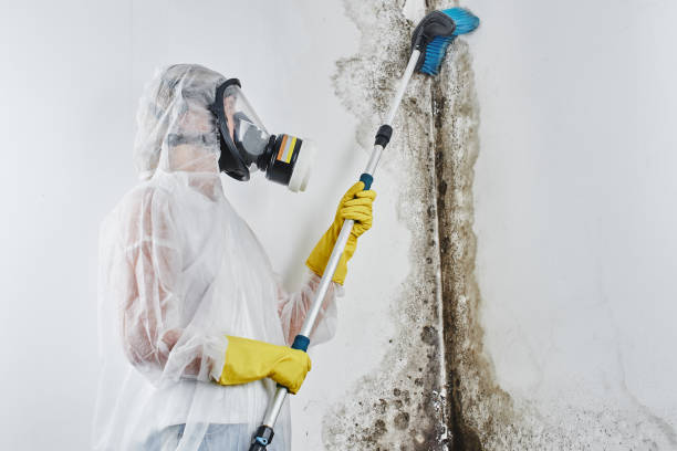 Best Affordable Mold Removal  in South River, NM
