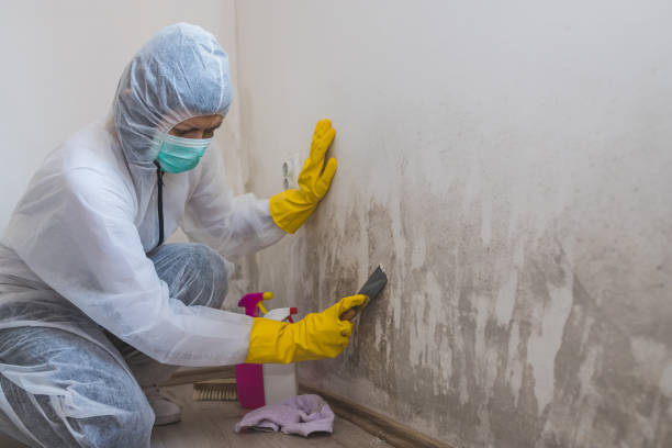 Best Commercial Mold Removal  in South River, NM