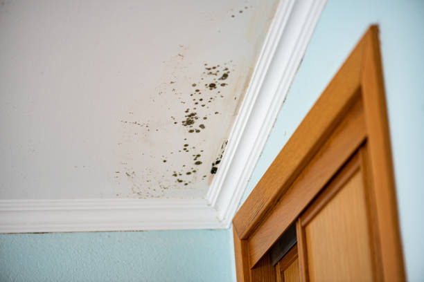Best Emergency Mold Removal  in South River, NM