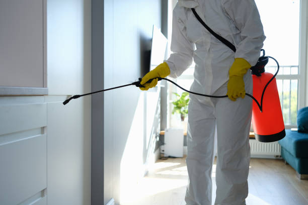 Best Mold Damage Repair  in South River, NM