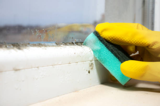 Best Local Mold Removal Service  in South River, NM