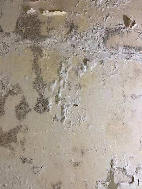 Best Mold Remediation  in South River, NM