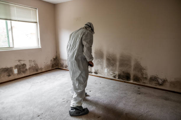 Best Mold Testing  in South River, NM