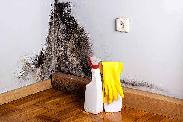 Best Best Mold Removal Companies  in South River, NM