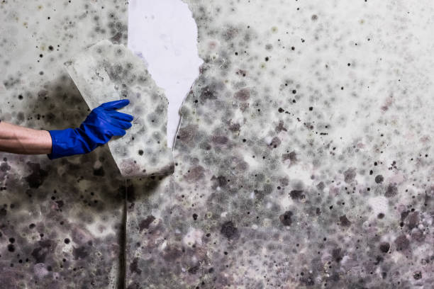 Best Fast Mold Removal  in South River, NM