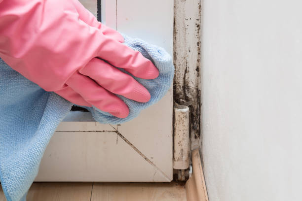 Best Mold Removal Specialists  in South River, NM