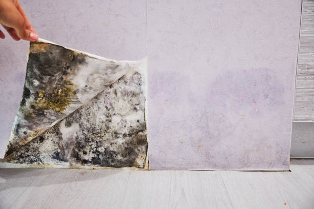  South River, NM Mold Removal Pros